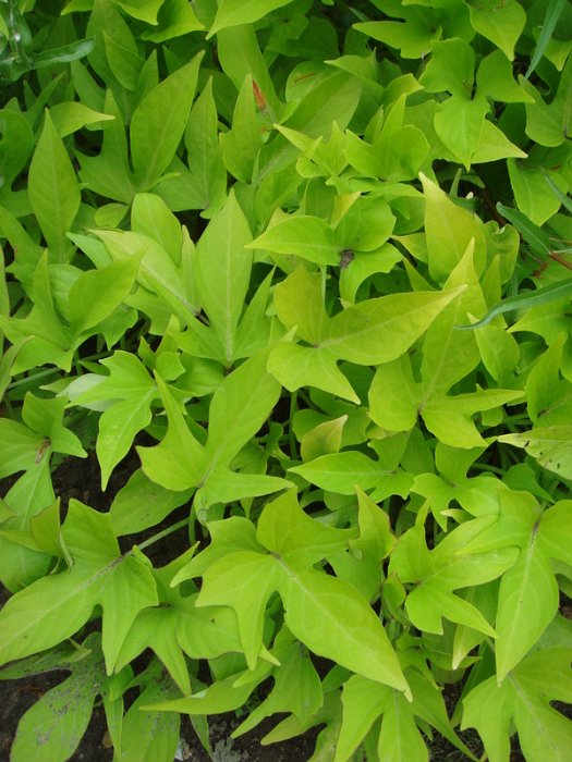 Ipomoae batatas 'Sweet Caroline Green'
